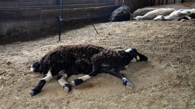 40 koyun henüz bilinmeyen bir nedenden dolayı telef oldu