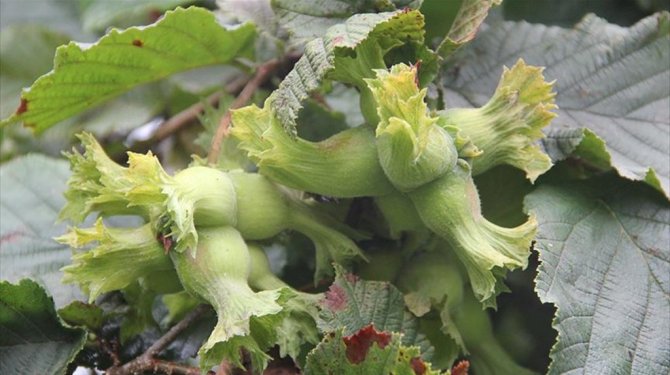 Fındıkta tarım sigortası tarihi uzatıldı