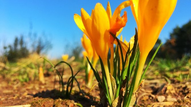 Adına festival düzenlenen İstanbulensis göz kamaştırıyor