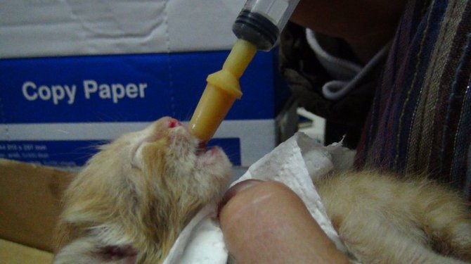 Cami avlusuna terk edilmeye kedilerde eklendi!