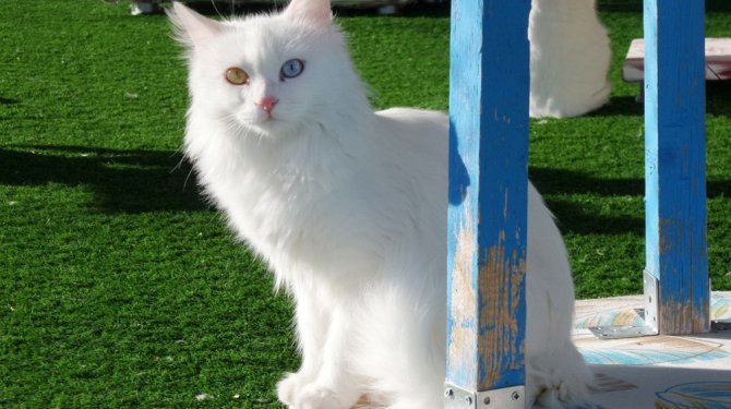 Van kedilerine çipli takip sistemi takılıyor