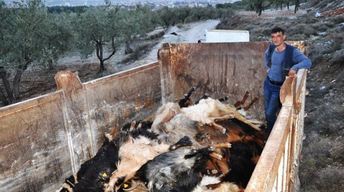 Gübre yiyen onlarca keçi telef oldu