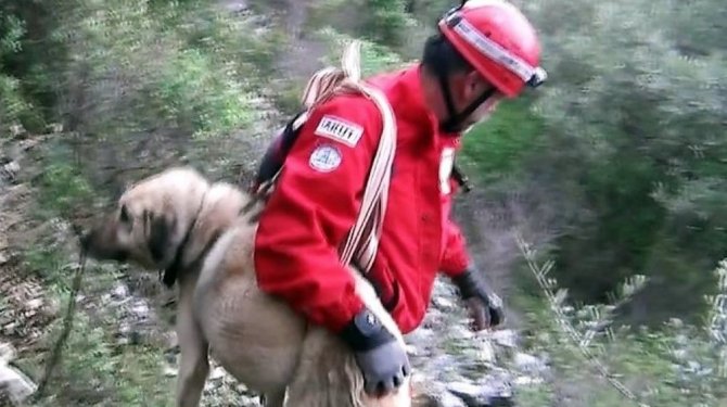 Yaralı kangalı 2 saat boyunca sırtlarında taşıdılar