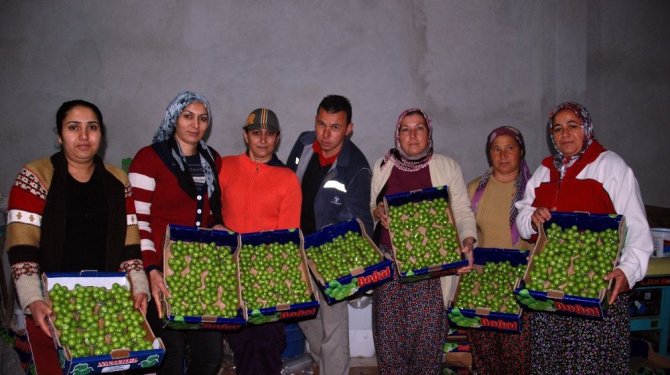 100 kilo erik, kilosu 300 TL'den Rusya'ya ihraç edildi