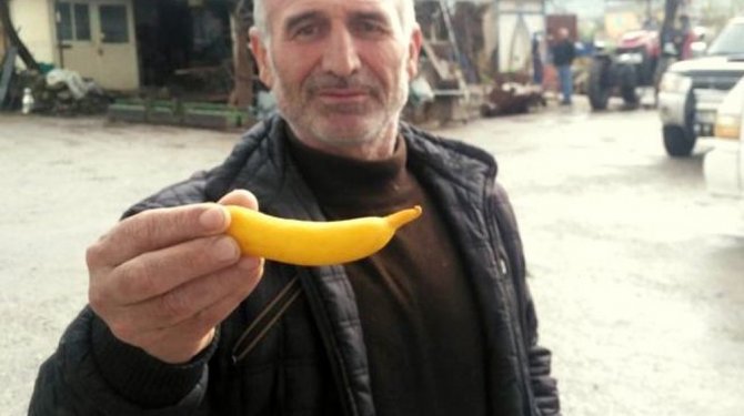Limon ağacının muza benzeyen meyvesin görenleri şaşkına çeviriyor