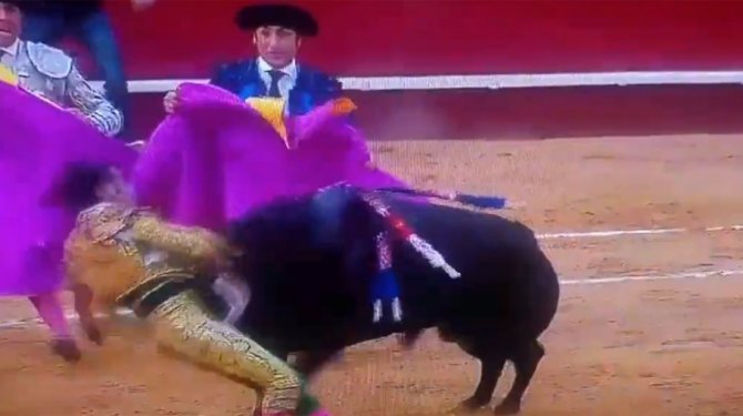 Boğa güreşlerinde arenada dehşet yaşandı