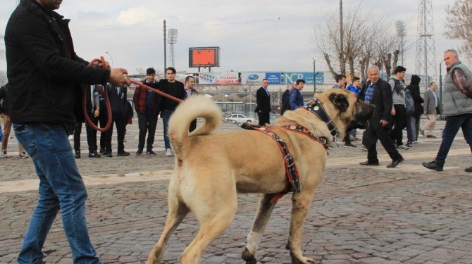Hollanda polisine tepki gösterdi