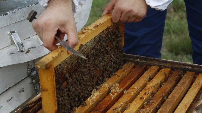 Canan Karatay’a bal tepkileri bitmiyor