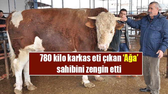 780 kilo karkas eti çıkan ‘Ağa’ sahibini zengin etti