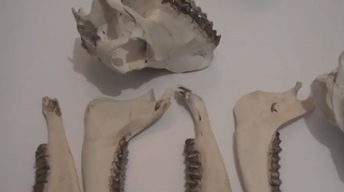 Kahramanmaraş'ta Altın Dişli Keçiler Görenleri Şaşkına Çeviriyor