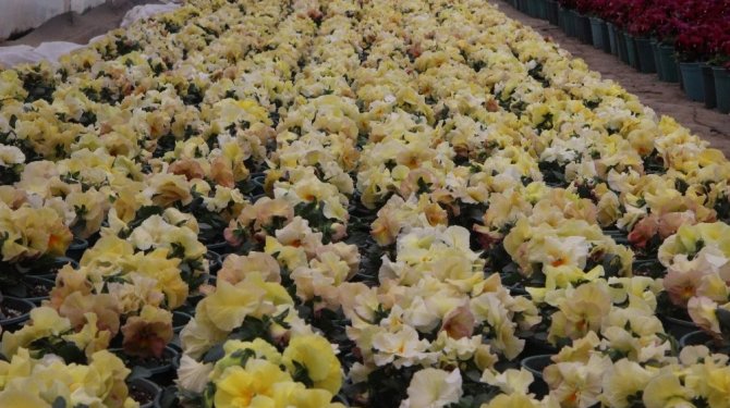 Uludağ’ın tohumları altından değerli