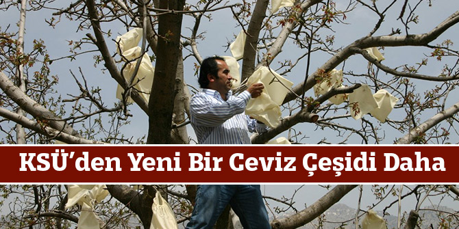 KSÜ’den Yeni Bir Ceviz Çeşidi Daha