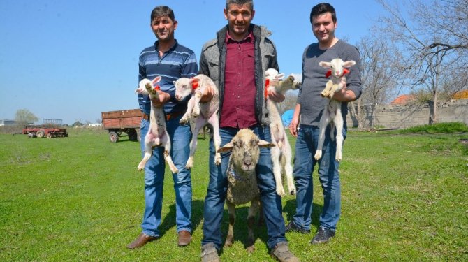 Bir koyun, dört kuzu dünyaya getirdi