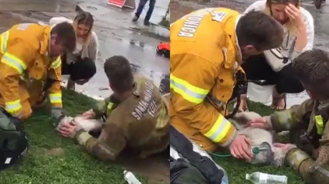 İtfaiyecilerin çabası köpeği böyle hayata döndürdü