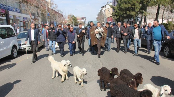 Ünlü türkücü çoban oldu, koyunlarla şehri gezdi
