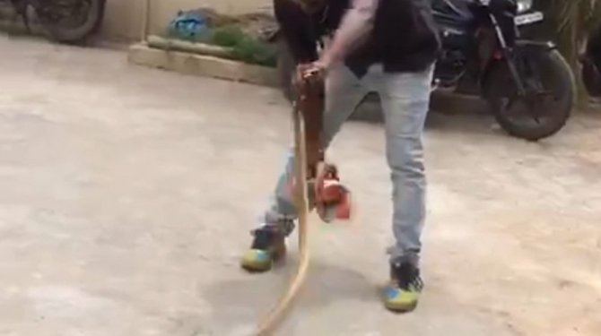 Zehirli yılanla resmen oyun oynadı!