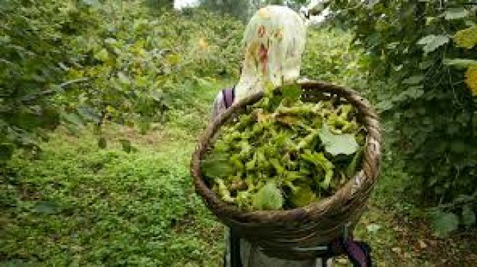 Fındıkta verim artışına "Gidya" desteği