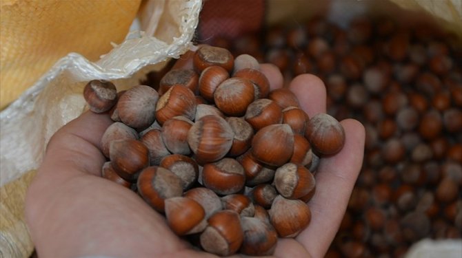 Fındık üreticilerine destek ödemeleri başladı