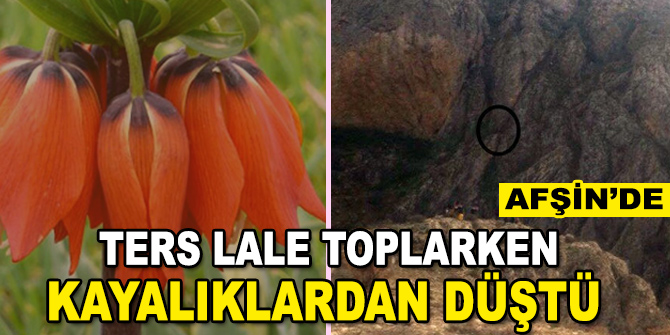 Afşin'de Ters Lale toplarken kayalıklardan düştü