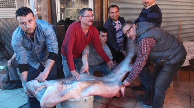 4 metre, 700 kilo balık yakalandı