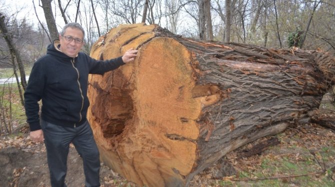 Asırlık çınar ağaçlarına kıydılar