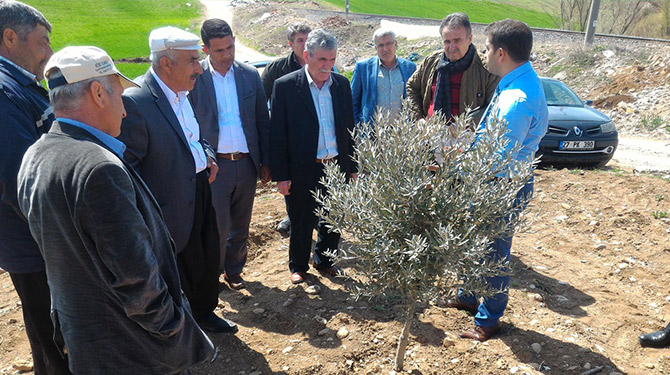 Çiftçilere Zeytinde Budama Eğitimi Verildi