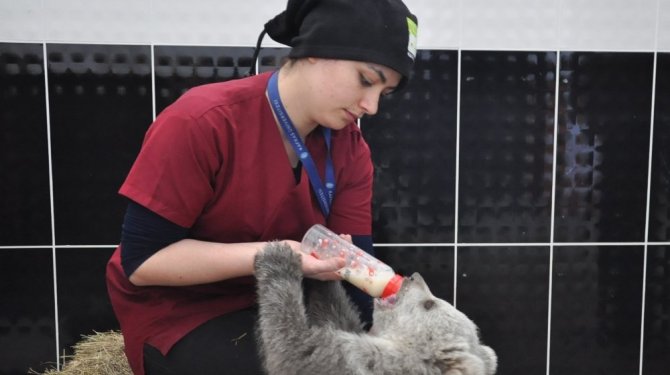 3 aylık yavru ayı bakıcısını annesi sanıyor