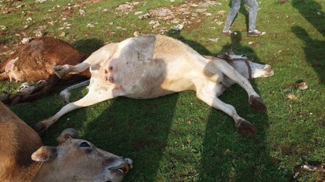 Sürüye yıldırım düştü: 15 inek telef oldu