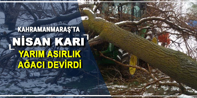 Kahramanmaraş'ta nisan karı ağaç devirdi