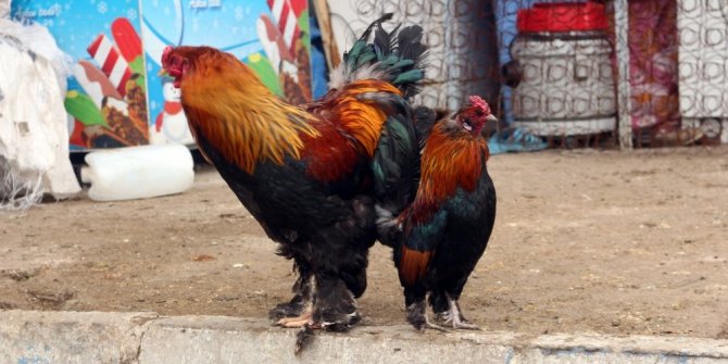 AĞRI'DAN HOROZ VE TAVUK İHRACATI