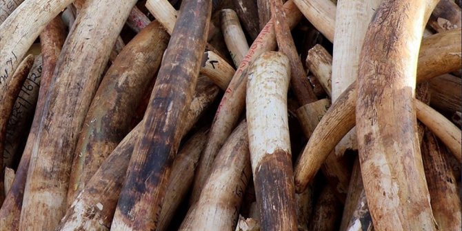 ÇİN'DE 1 TON MAMUT DİŞİ ELE GEÇİRİLDİ