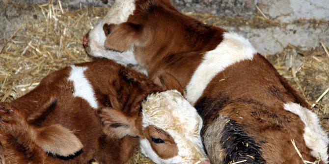 MONTOFON IRKI İNEK, DÖRDÜZ DOĞURDU