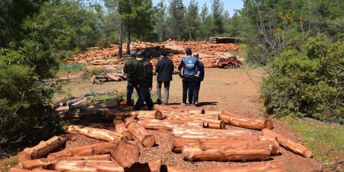 ORMANLARINDA BAKIM ÇALIŞMALARI DEVAM EDİYOR