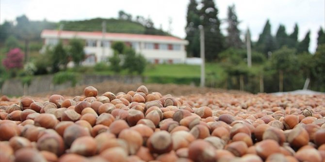 FINDIKLA İLGİLİ AÇIKLAMALAR ÜRETİCİLERİ SEVİNDİRDİ