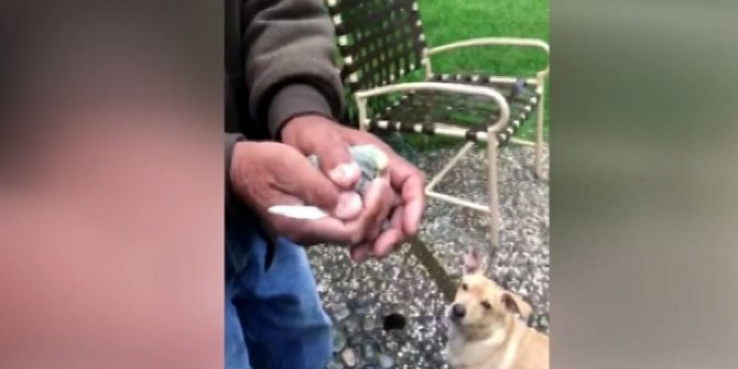 KUŞU UÇURMAK İSTERKEN KÖPEĞE YEM ETTİLER