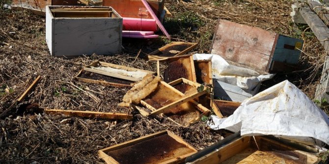 AYILAR ARI KOVANLARINI PARÇALADI ARILARI TELEF ETTİ