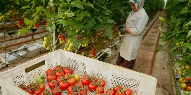 İSRAİL TÜRKİYE'DEN İTHAL EDİLECEK DOMATESTEN VERGİ ALMAYACAK