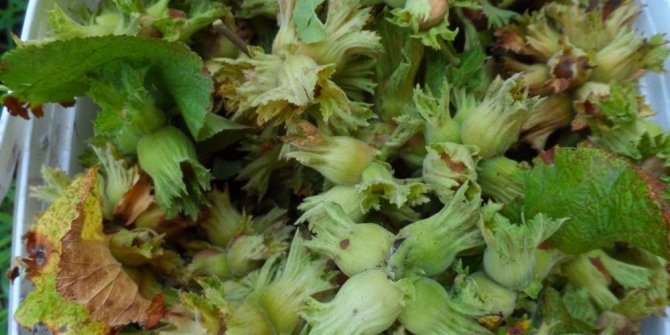 FINDIK ÜRETİCİSİNDE TMO SEVİNCİ