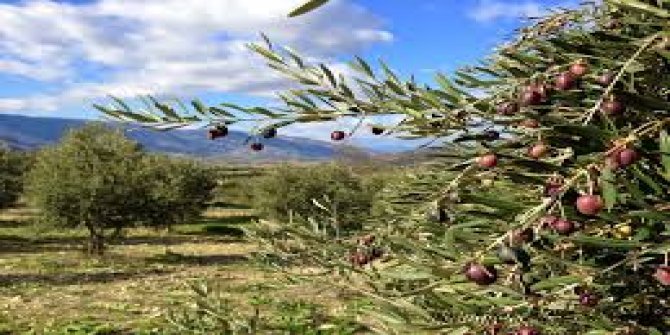 322 ORMAN KÖYLÜSÜNE 3'ER DÖNÜMLÜK ARAZİ VERİLDİ