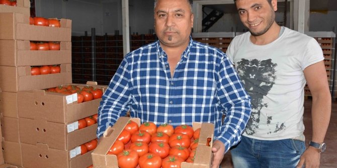DOMATES ÜRETİCİNİN YÜZÜNÜ GÜLDÜRDÜ