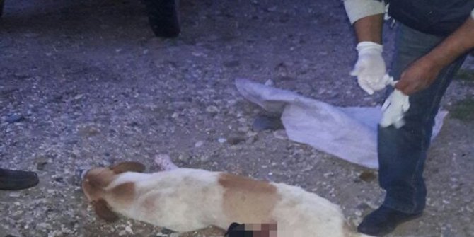 KÖPEĞİ ACIMADAN VURDU!