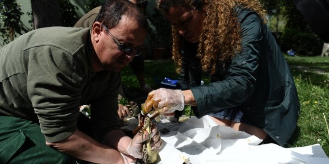 DEV YILANIN AĞZINDA ÇIKAN YARAYA BÖYLE MÜDAHALE ETTİLER