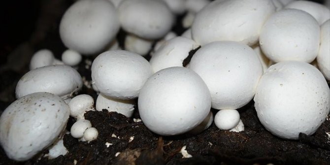 MANTAR DNA'SINDA YENİ ANTİBİYOTİK ÜRETİM POTANSİYELİ KEŞFEDİLDİ