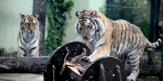 KAPLANLARIN BALON VE MAKARA KEYFİ