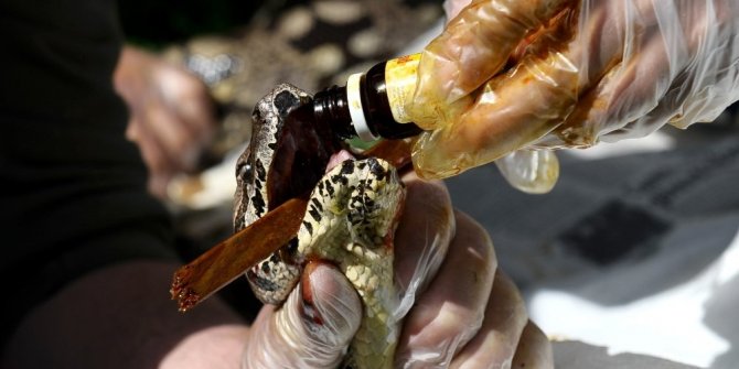 DEV YILAN SAĞLIĞINA KAVUŞTU