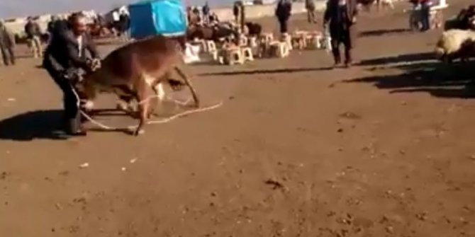 İNEK HAYVAN PAZARINI ARENAYA ÇEVİRDİ