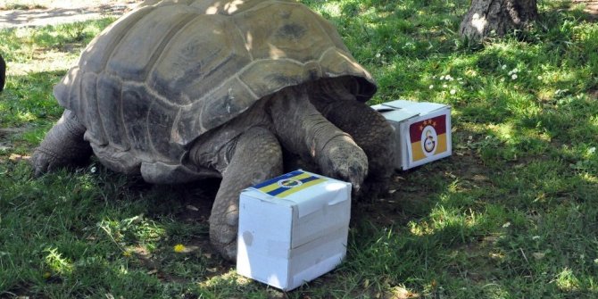 97 YAŞINDAKİ KAPLUMBAĞANIN DERBİ TAHMİNİ YAPIYOR