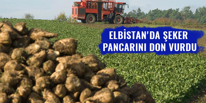 ELBİSTAN'DA ŞEKER PANCARINI DON VURDU