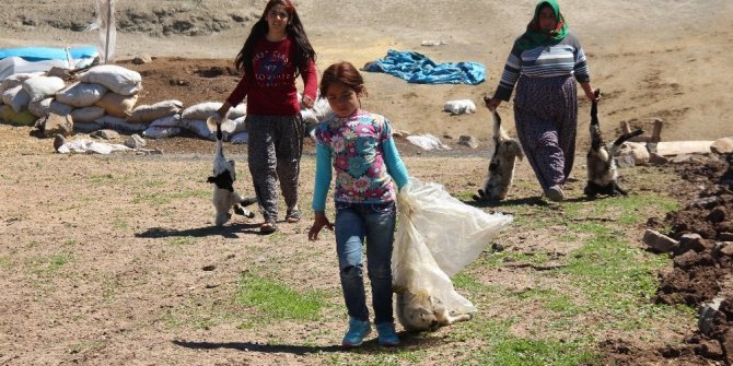 KURT 150 HAYVANI TELEF ETTİ