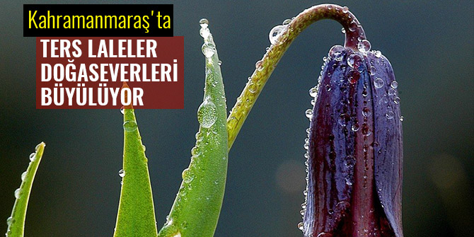 TERS LALELER DOĞASEVERLERİ BÜYÜLÜYOR